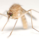 Image for article titled What You Can Do About Mosquitos